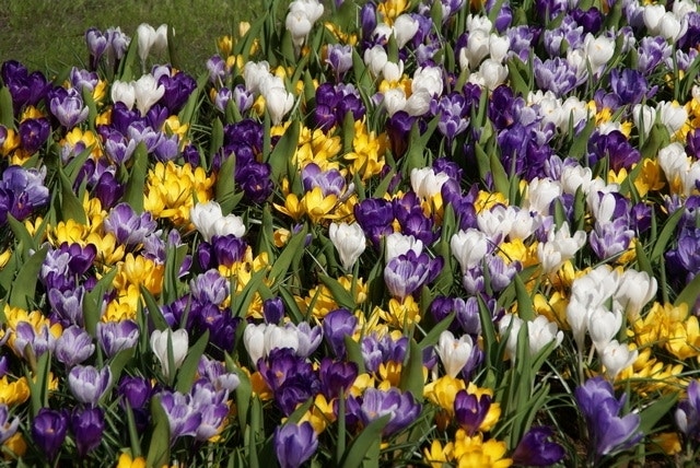  Krokus (Crocus Vernus Mix)