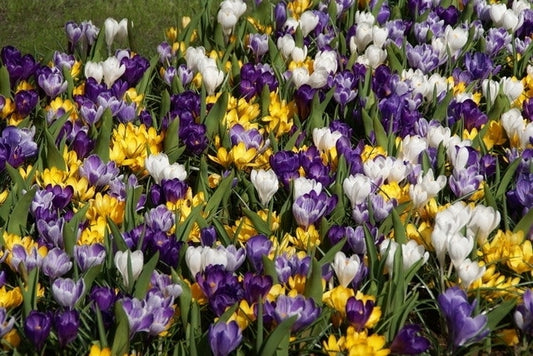  Krokus (Crocus Vernus Mix)