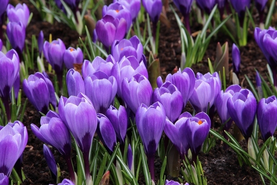  Krokus (Crocus Vernus 'Flower Record')