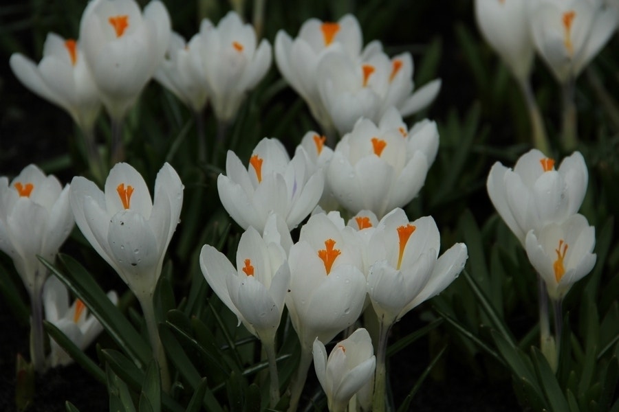  Krokus (Crocus Vernus 'Jeanne D'Arc')