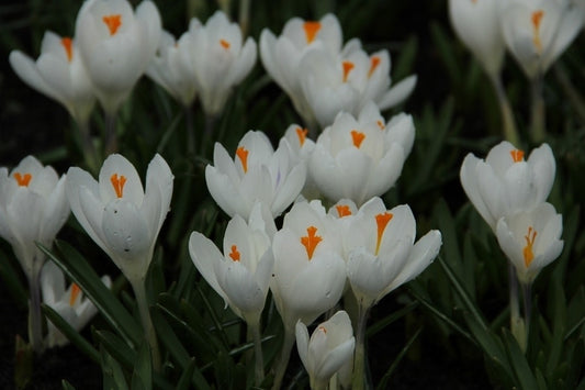  Krokus (Crocus Vernus 'Jeanne D'Arc')