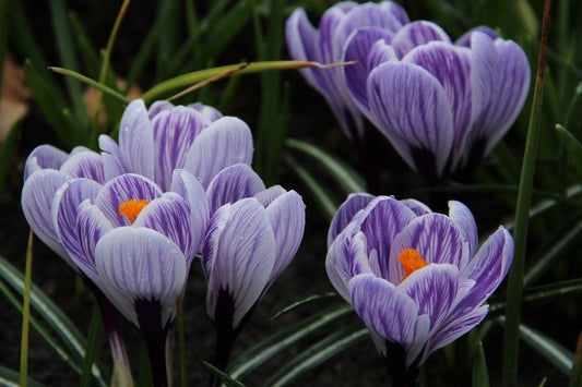  Krokus (Crocus Vernus 'Striped Beauty')