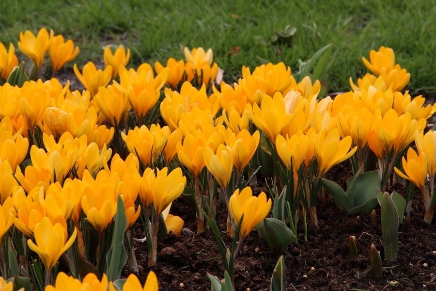  Krokus (Crocus Flavus 'Golden Yellow')