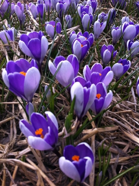 Krokus (Crocus Vernus 'Whale Shark')