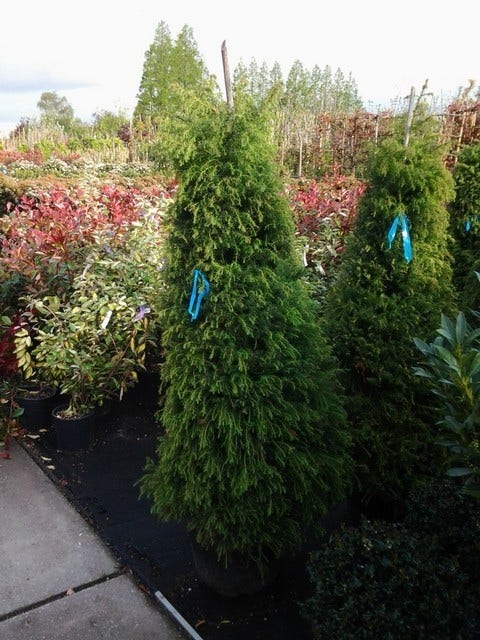  Sikkelden (Cryptomeria Japonica 'Elegans')