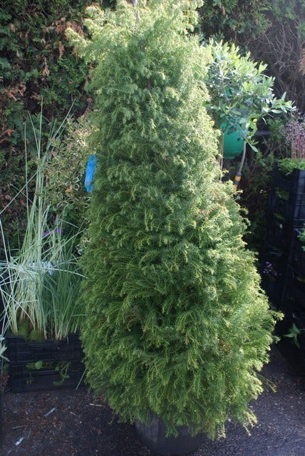  Sikkelden (Cryptomeria Japonica 'Elegans')