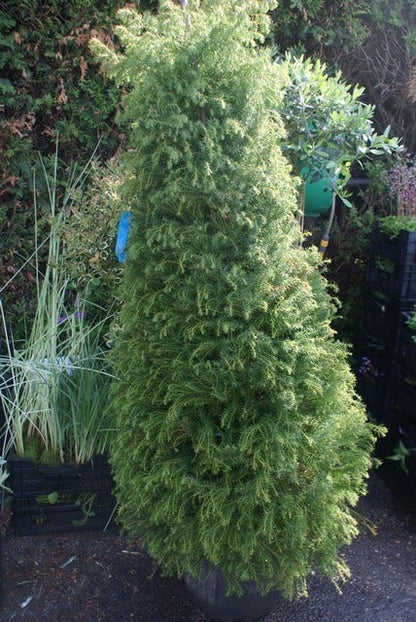  Sikkelden (Cryptomeria Japonica 'Elegans')