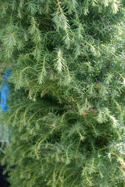  Sikkelden (Cryptomeria Japonica 'Elegans')