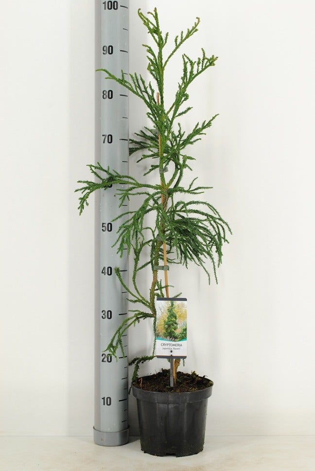  Sikkelden (Cryptomeria Japonica 'Rasen')