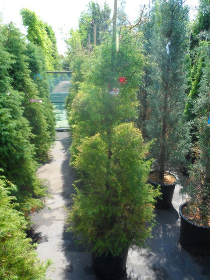  Sikkelden (Cryptomeria Japonica 'Elegans')