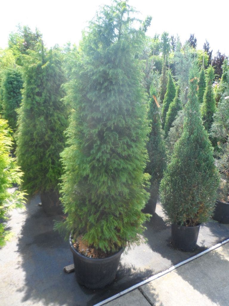  Sikkelden (Cryptomeria Japonica 'Elegans')