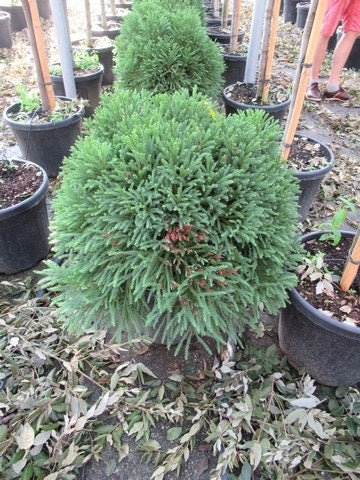  Sikkelden (Cryptomeria Japonica 'Globosa Nana')