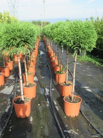  Sikkelden Op Stam (Cryptomeria Japonica 'Globosa Nana')