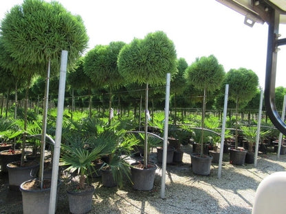  Sikkelden Op Stam (Cryptomeria Japonica 'Globosa Nana')