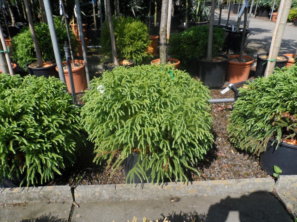  Sikkelden (Cryptomeria Japonica 'Globosa Nana')