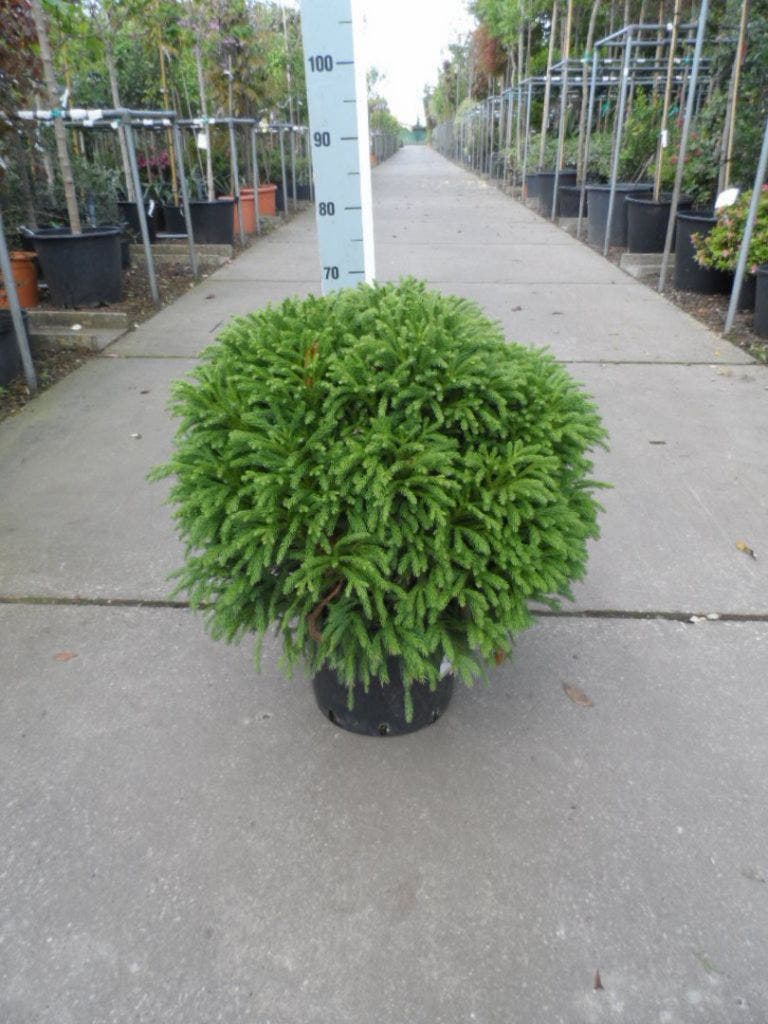  Sikkelden (Cryptomeria Japonica 'Globosa Nana')