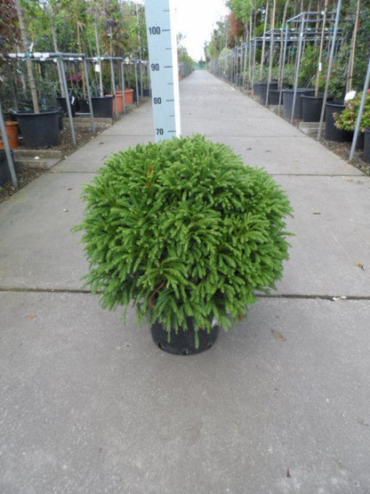  Sikkelden (Cryptomeria Japonica 'Globosa Nana')