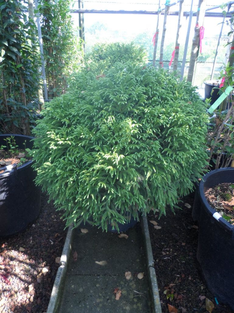  Sikkelden (Cryptomeria Japonica 'Globosa Nana')