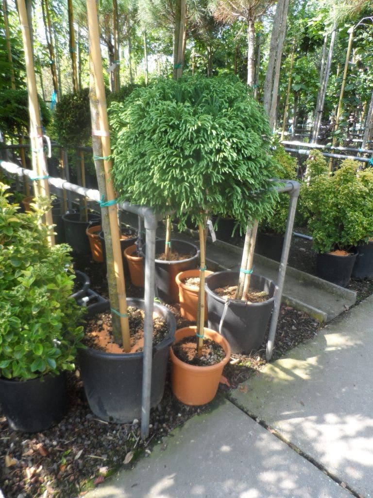  Sikkelden (Cryptomeria Japonica 'Globosa Nana')