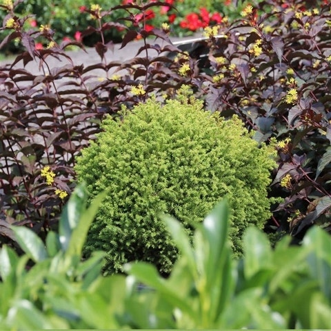  Dwergconifeer (Cryptomeria Japonica 'Vilmorin Gold')