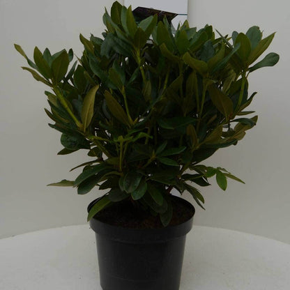  Rhododendron (Rhododendron 'Cunningham White')