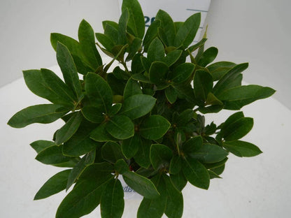  Rhododendron (Rhododendron 'Cunningham White')