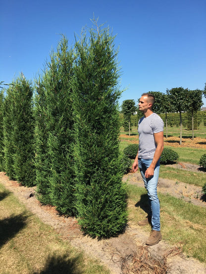  Leylandcipres (Cupressocyparis Leylandii '2001')