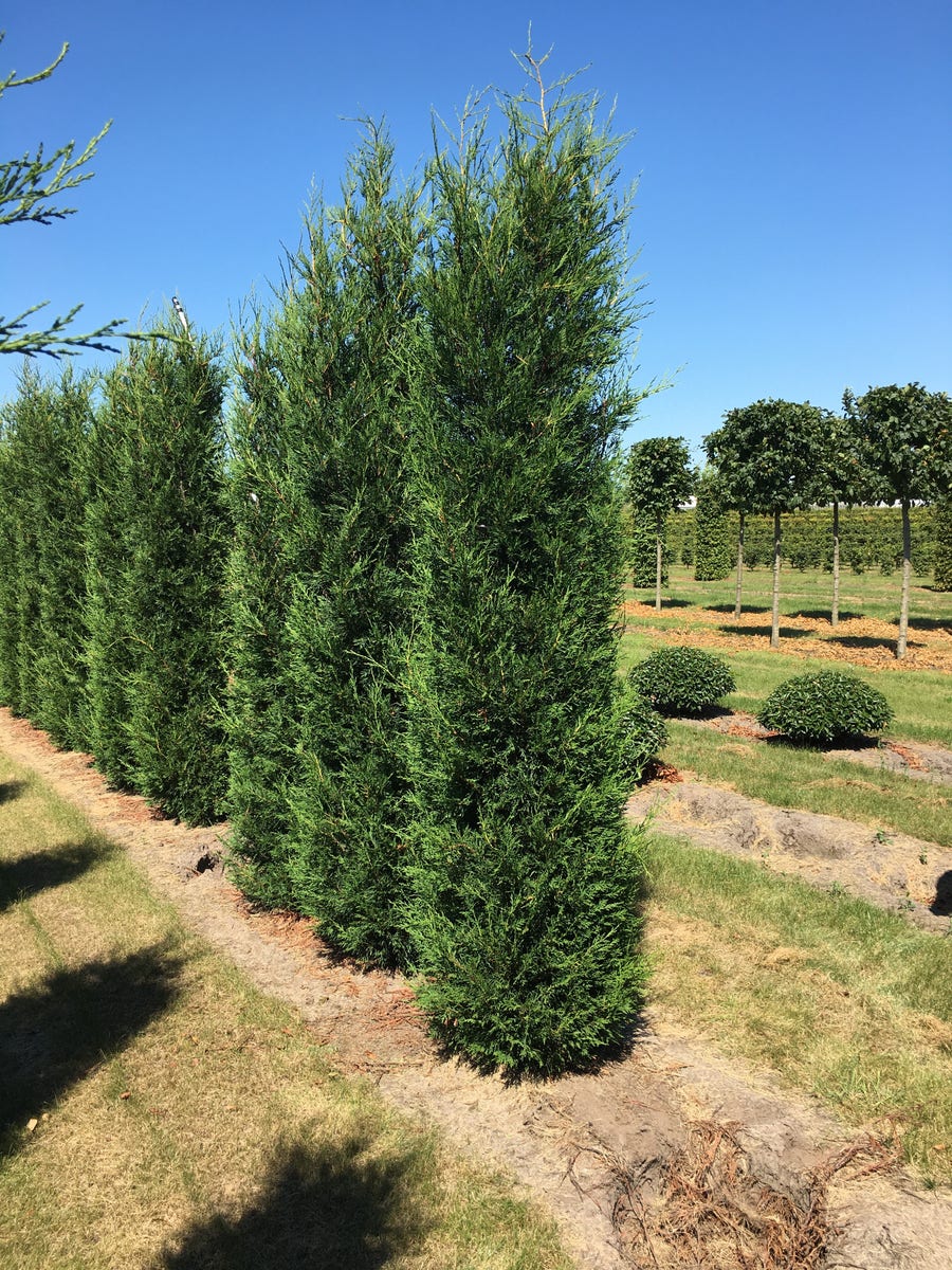  Leylandcipres (Cupressocyparis Leylandii '2001')
