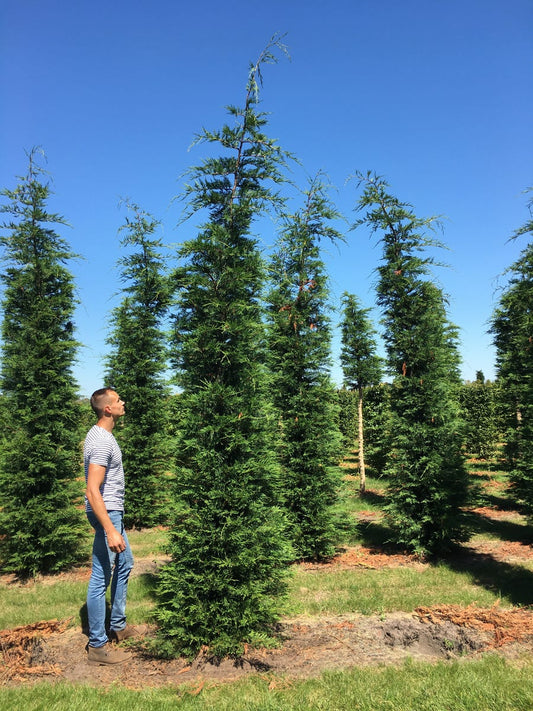  Grote Snelgroeiende Conifeer (Cupressocyparis Leylandii)