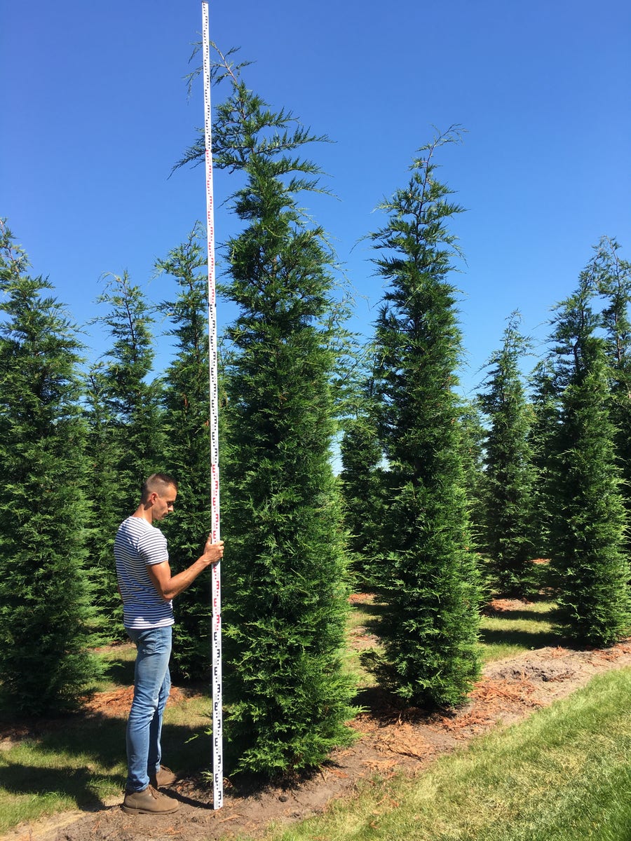  Grote Snelgroeiende Conifeer (Cupressocyparis Leylandii)