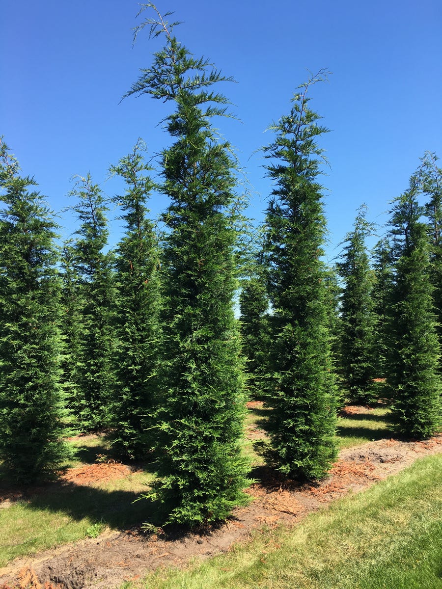  Grote Snelgroeiende Conifeer (Cupressocyparis Leylandii)