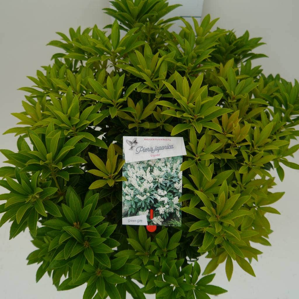  Rotsheide (Pieris Japonica 'Cupido')