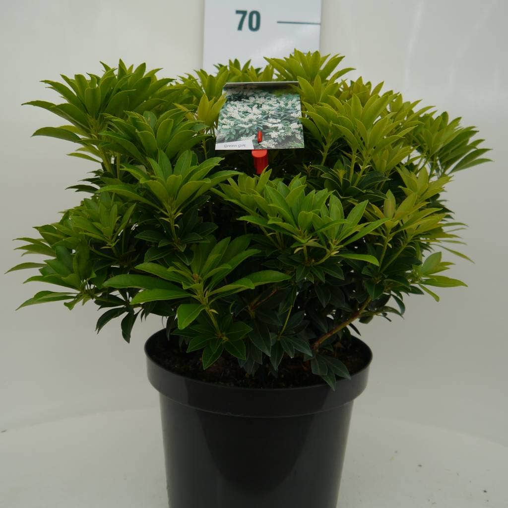  Rotsheide (Pieris Japonica 'Cupido')