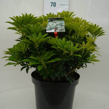  Rotsheide (Pieris Japonica 'Cupido')
