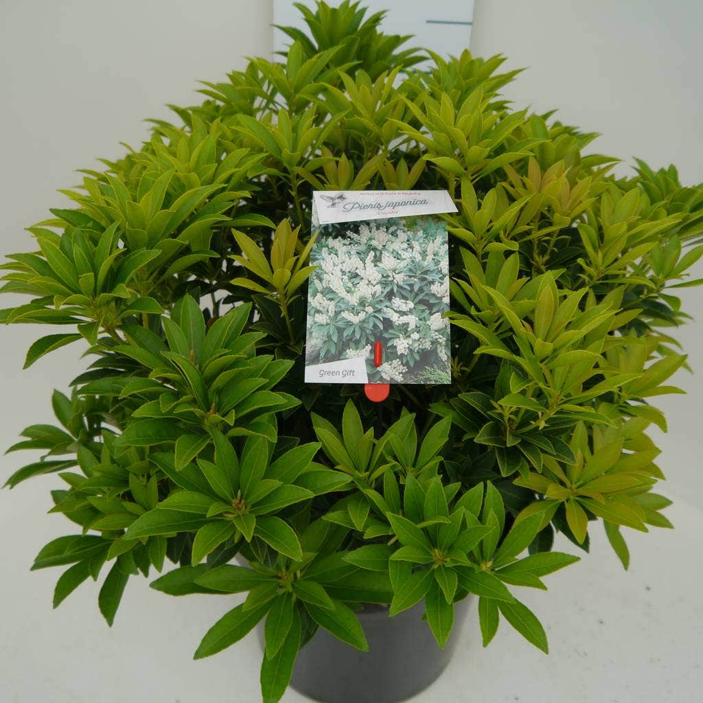  Rotsheide (Pieris Japonica 'Cupido')