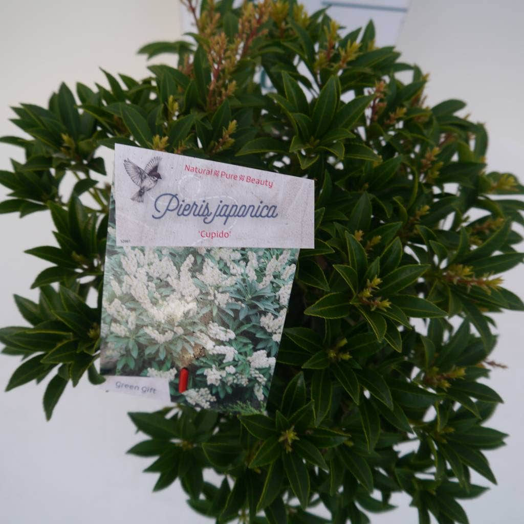  Rotsheide (Pieris Japonica 'Cupido')