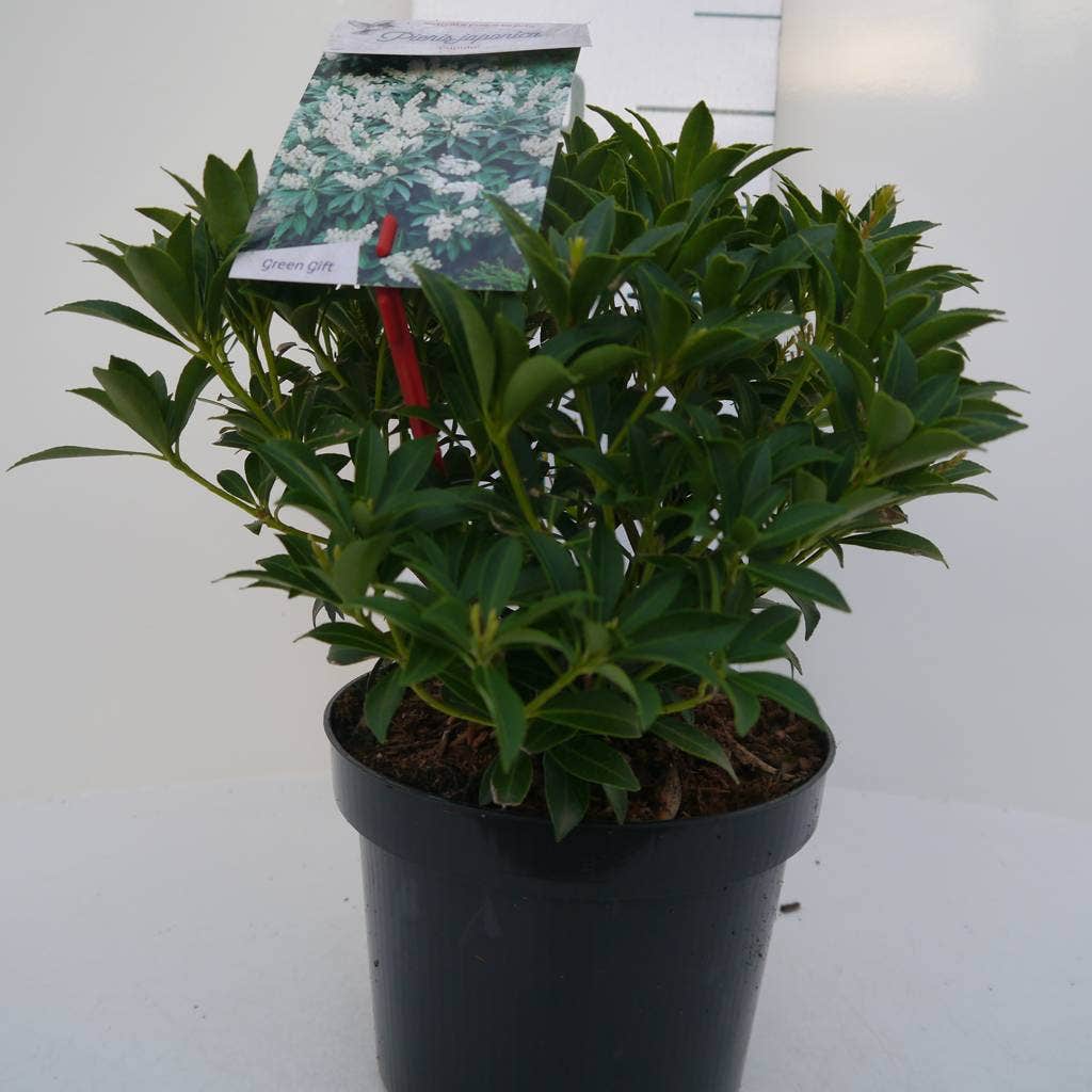  Rotsheide (Pieris Japonica 'Cupido')