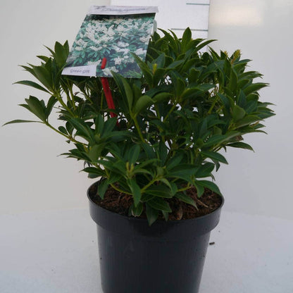  Rotsheide (Pieris Japonica 'Cupido')