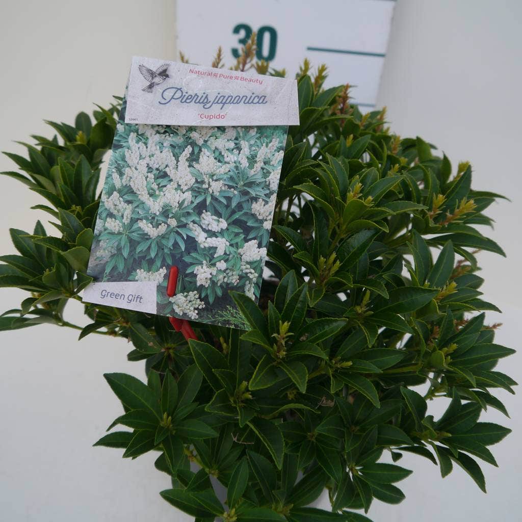  Rotsheide (Pieris Japonica 'Cupido')