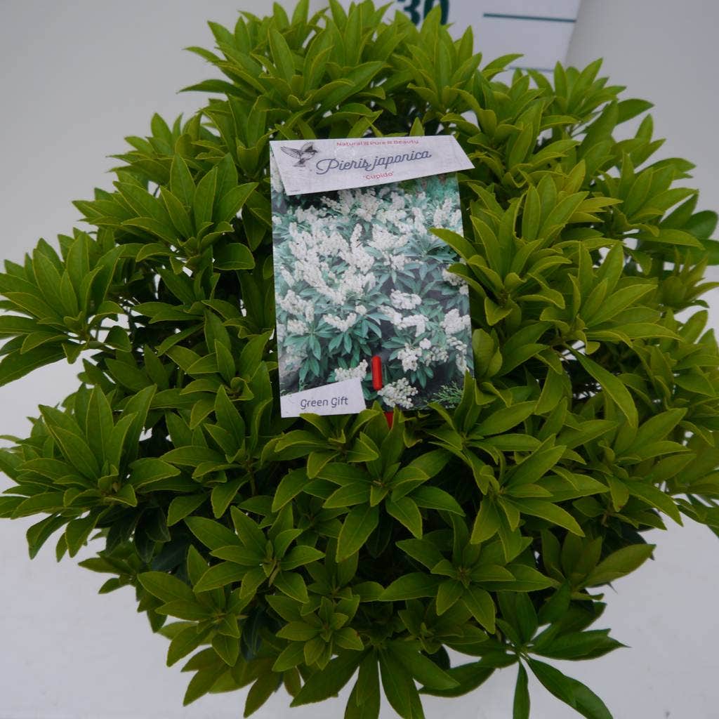  Rotsheide (Pieris Japonica 'Cupido')