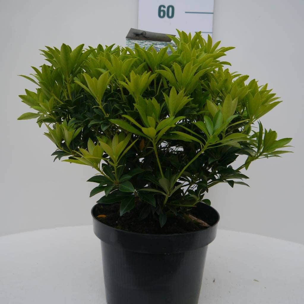  Rotsheide (Pieris Japonica 'Cupido')