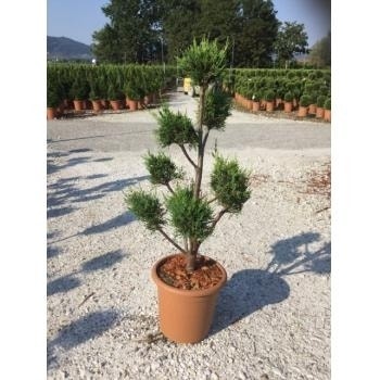  Groene Conifeer Als Pompon (Cupressocyparis Leylandii)