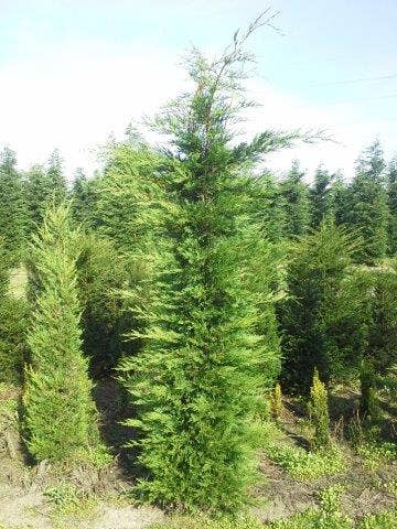  Snelgroeiende Haagconifeer (Cupressocyparis Leylandii)