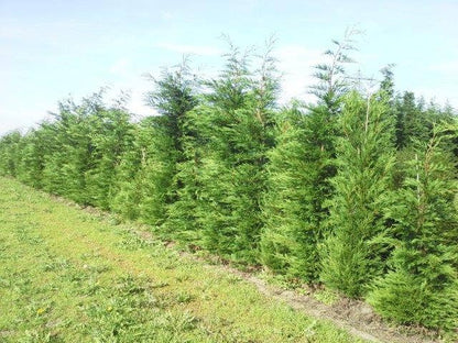  Snelgroeiende Haagconifeer (Cupressocyparis Leylandii)