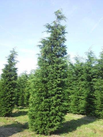  Snelgroeiende Haagconifeer (Cupressocyparis Leylandii)