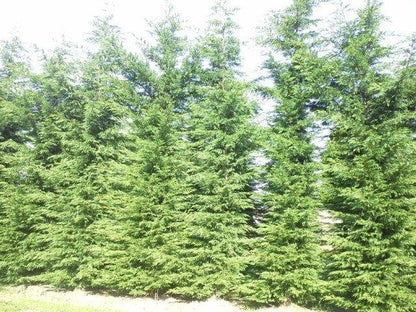  Snelgroeiende Haagconifeer (Cupressocyparis Leylandii)
