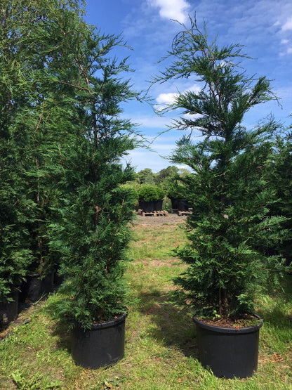  Grote Snelgroeiende Conifeer (Cupressocyparis Leylandii)