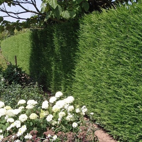  Snelgroeiende Haagconifeer (Cupressocyparis Leylandii)
