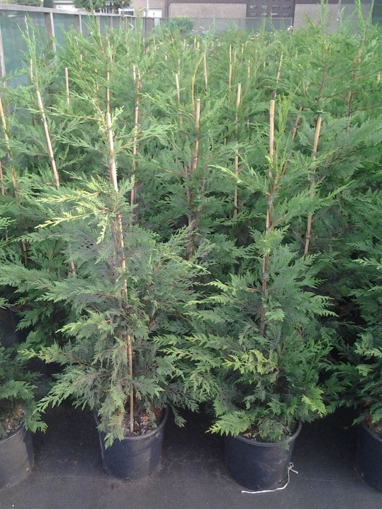  Snelgroeiende Haagconifeer (Cupressocyparis Leylandii)