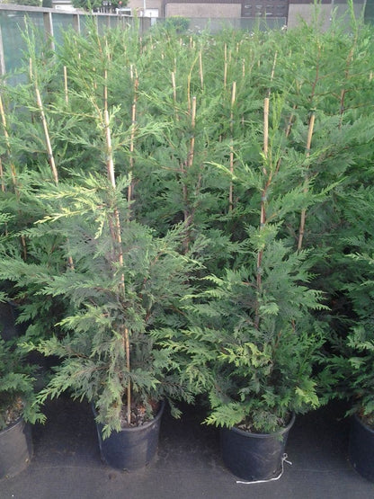  Snelgroeiende Haagconifeer (Cupressocyparis Leylandii)